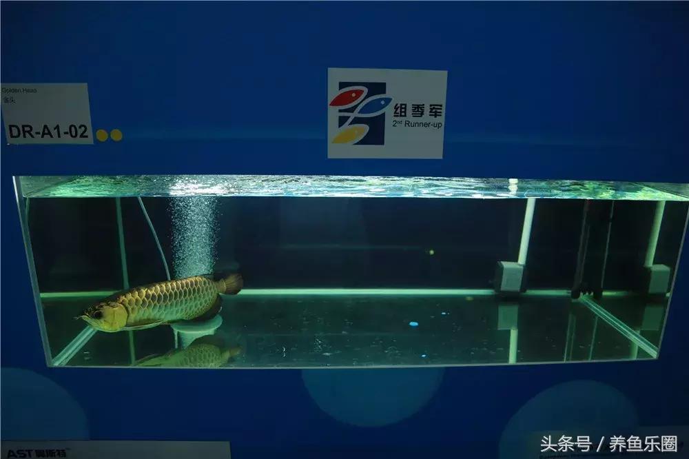 冠军龙鱼做手术修眼 身价值一套房天价手术，冠军龙鱼修眼之旅，身价值一套房产的背后故事